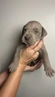 Birch, a male Great Dane for sale in Myakka City, FL – 6 of 10