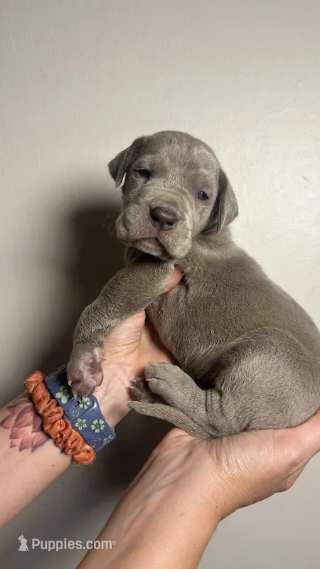 Olive – Great Dane puppy for sale in Myakka City, FL