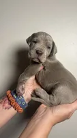 Olive, a female Great Dane for sale in Myakka City, FL – 1 of 10
