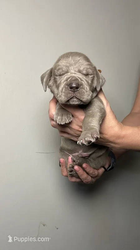Cypress  – Great Dane puppy for sale in Myakka City, FL