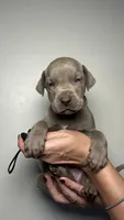 Ivy , a female Great Dane for sale in Myakka City, FL – 3 of 9