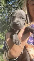 Oak, a male Great Dane for sale in Myakka City, FL – 3 of 3