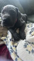 Zoe, a female Great Dane for sale in Myakka City, FL – 8 of 9