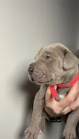 Poppy, a female Great Dane for sale in Myakka City, FL – 7 of 10