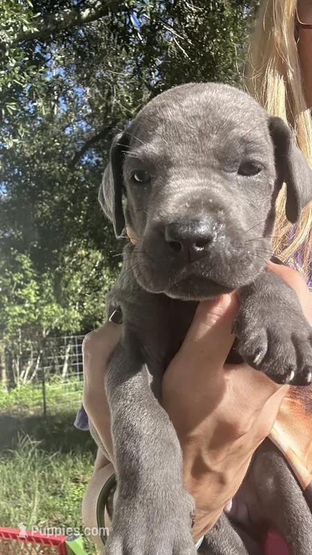 Oak – Great Dane puppy for sale in Myakka City, FL