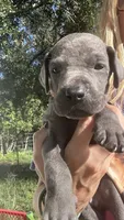 Oak, a male Great Dane for sale in Myakka City, FL – 1 of 3