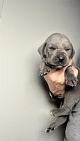 Hazel, a female Great Dane for sale in Myakka City, FL – 6 of 9