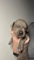 Poppy, a female Great Dane for sale in Myakka City, FL – 2 of 10