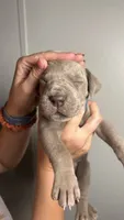Birch, a male Great Dane for sale in Myakka City, FL – 7 of 10