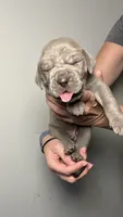 Cypress , a male Great Dane for sale in Myakka City, FL – 3 of 8