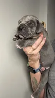 Magnolia, a female Great Dane for sale in Myakka City, FL – 6 of 7