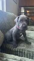 Zoe, a female Great Dane for sale in Myakka City, FL – 5 of 9