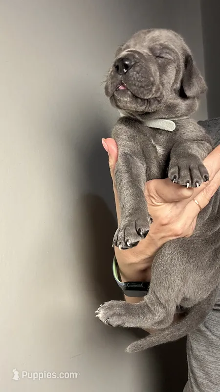 Hazel – Great Dane puppy for sale in Myakka City, FL