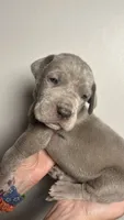 Olive, a female Great Dane for sale in Myakka City, FL – 6 of 10