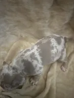 Merle girl #1, a female American Bully for sale in Waynesboro, GA – 2 of 3
