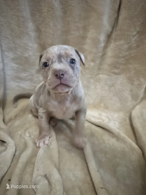 Merle girl #1 – American Bully puppy for sale in Waynesboro, GA