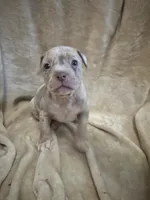 Merle girl #1, a female American Bully for sale in Waynesboro, GA – 1 of 3