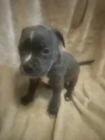 Blue girl #1, a female American Bully for sale in Waynesboro, GA – 2 of 2