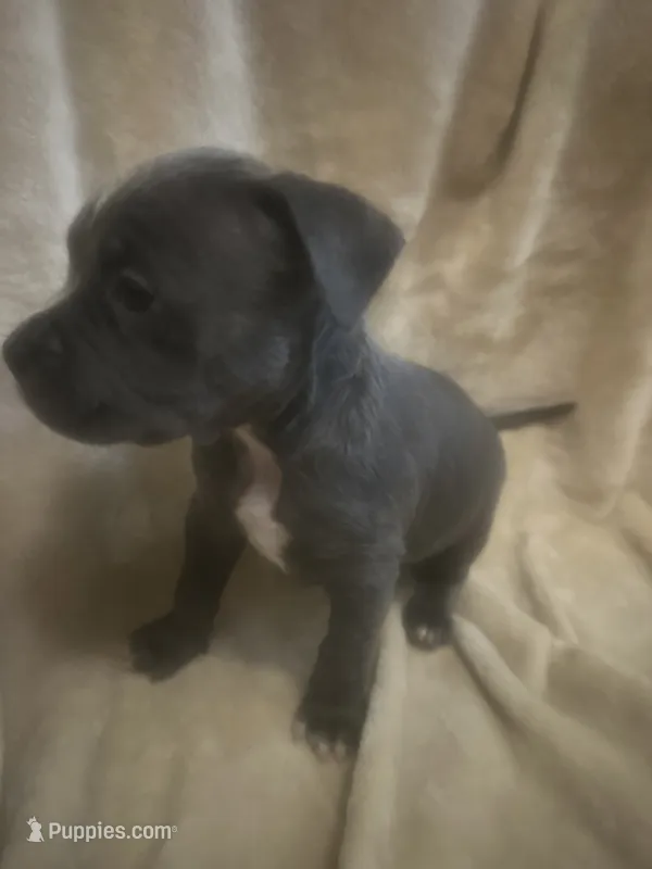 Blue girl #1 – American Bully puppy for sale in Waynesboro, GA