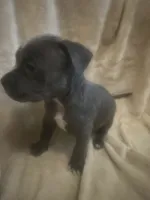 Blue girl #1, a female American Bully for sale in Waynesboro, GA – 1 of 2