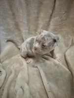 Merle girl #1, a female American Bully for sale in Waynesboro, GA – 3 of 3