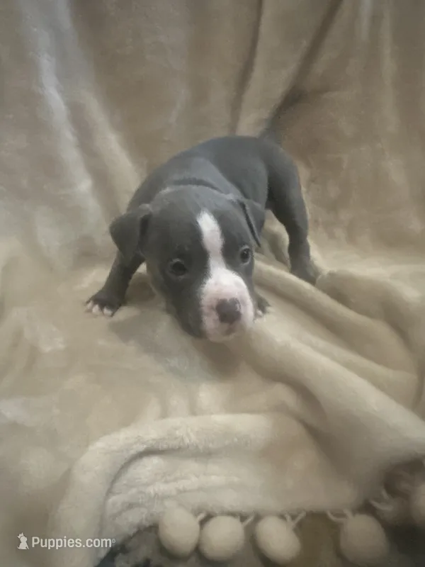 Blue boy  – American Bully puppy for sale in Waynesboro, GA