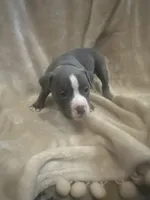 Blue boy , a male American Bully for sale in Waynesboro, GA – 1 of 1