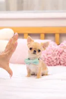 Teeny Tiny Rio 2.15lb $10,000, a male Chihuahua for sale in Miami, FL – Photo 1 of 8