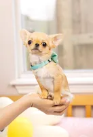 Teeny Tiny Rio 2.15lb $10,000, a male Chihuahua for sale in Miami, FL – Photo 7 of 8