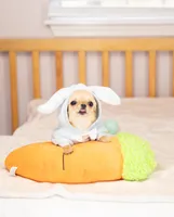 Teeny Tiny Rio 2.15lb $10,000, a male Chihuahua for sale in Miami, FL – Photo 4 of 8