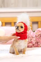 Teeny Tiny Rio 2.15lb $10,000, a male Chihuahua for sale in Miami, FL – Photo 8 of 8