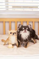 Teeny Tiny Rio 2.15lb $10,000, a male Chihuahua for sale in Miami, FL – Photo 5 of 8