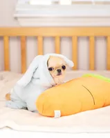 Teeny Tiny Rio 2.15lb $10,000, a male Chihuahua for sale in Miami, FL – Photo 2 of 8