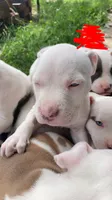 DJ, a male American Bully and American Pit Bull Terrier for sale in Bellevue, NE – 5 of 6