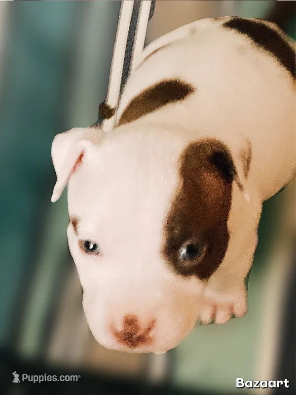 Finley – American Bully, American Pit Bull Terrier puppy for sale in Bellevue, NE