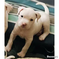 DJ, a male American Bully and American Pit Bull Terrier for sale in Bellevue, NE – 1 of 6
