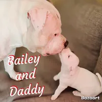 Bailey, a female American Bully and American Pit Bull Terrier for sale in Bellevue, NE – 4 of 7