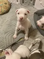 DJ, a male American Bully and American Pit Bull Terrier for sale in Bellevue, NE – 6 of 6