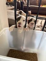 Bailey, a female American Bully and American Pit Bull Terrier for sale in Bellevue, NE – 7 of 7