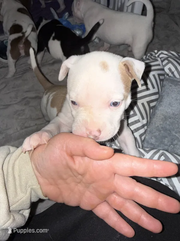 Glenn – American Bully, American Pit Bull Terrier puppy for sale in Bellevue, NE