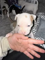 Glenn, a male American Bully and American Pit Bull Terrier for sale in Bellevue, NE – 1 of 3