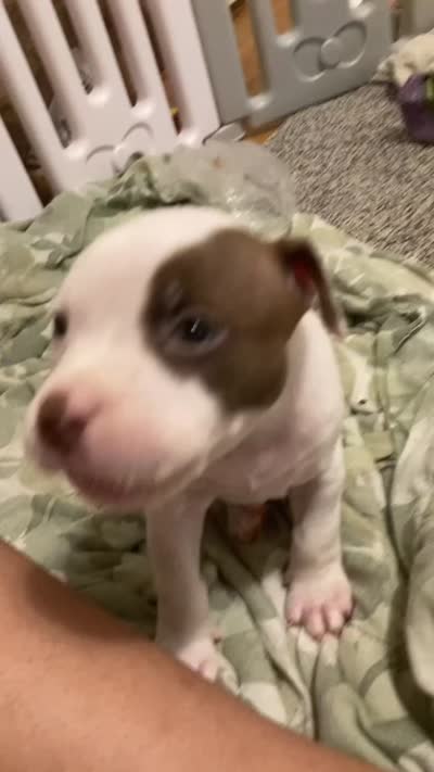 Finley, a male American Bully and American Pit Bull Terrier for sale in Bellevue, NE – 5 of 5