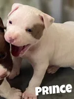 Prince, a male American Bully and American Pit Bull Terrier for sale in Bellevue, NE – 5 of 7