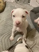 DJ, a male American Bully and American Pit Bull Terrier for sale in Bellevue, NE – 3 of 6