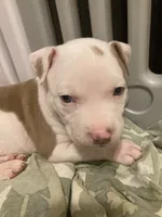 Glenn, a male American Bully and American Pit Bull Terrier for sale in Bellevue, NE – 3 of 3