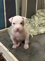 Prince, a male American Bully and American Pit Bull Terrier for sale in Bellevue, NE – 1 of 7