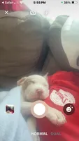 Prince, a male American Bully and American Pit Bull Terrier for sale in Bellevue, NE – 4 of 7