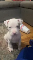 Prince, a male American Bully and American Pit Bull Terrier for sale in Bellevue, NE – 3 of 7