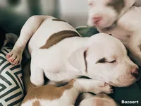 Finley, a male American Bully and American Pit Bull Terrier for sale in Bellevue, NE – 2 of 5