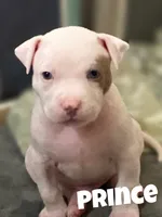 Prince, a male American Bully and American Pit Bull Terrier for sale in Bellevue, NE – 7 of 7